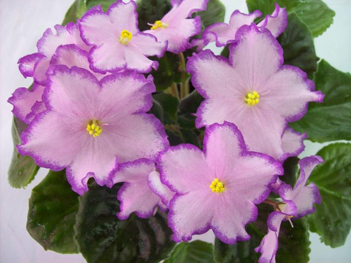 Buble Grum Charm ум.JPG