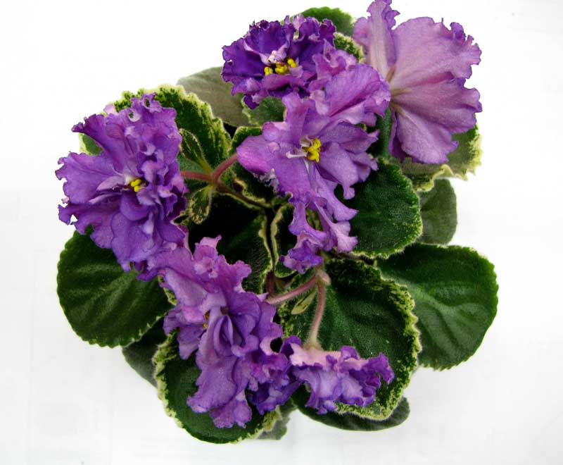 Buckeye Ballerina-009.jpg