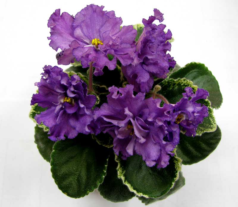 Buckeye Ballerina-011.jpg