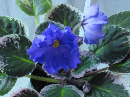 Buckeye Boysenberry.jpg