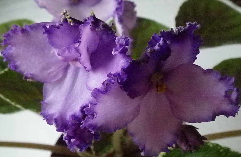 Buckeye Love's Caress.jpg