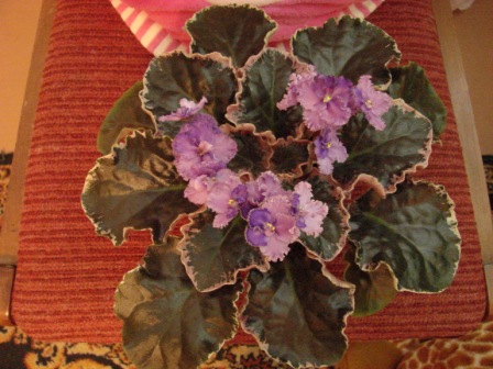 Buckeye Loves Caress.JPG