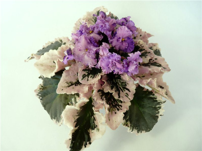 Buckeye Love's Caress сп.jpg