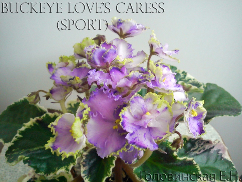 Buckeye Love's Caress (спорт) 2.jpg