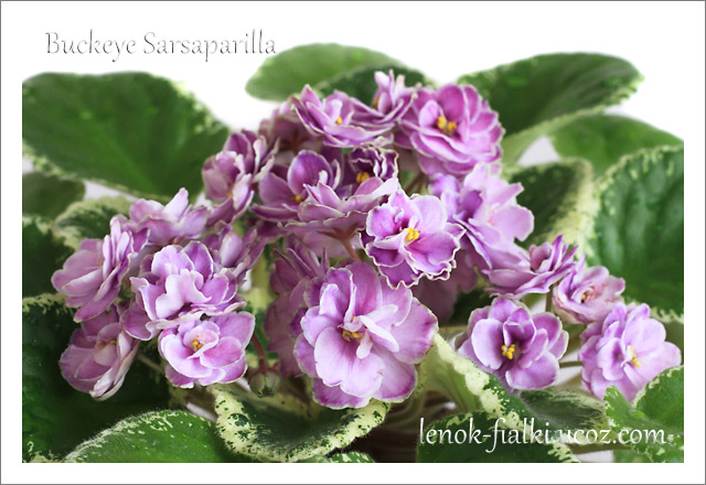 buckeye-sarsaparilla_2.jpg