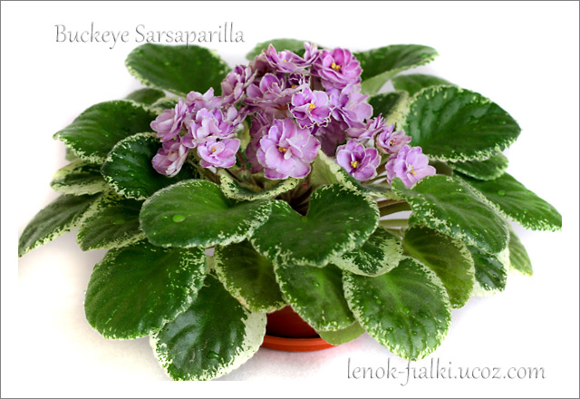 buckeye-sarsaparilla.jpg