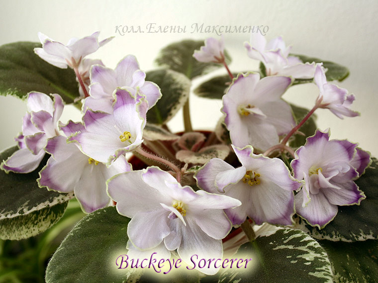 Buckeye-Sorсerer_4.jpg
