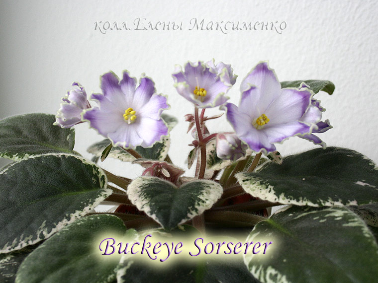 Buckeye-Sorserer_2.jpg