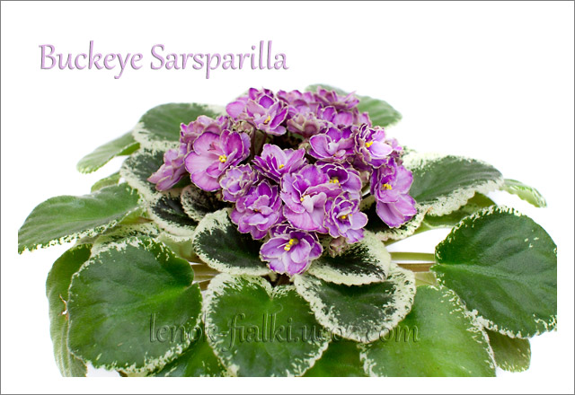 buckeye-sursparilla-(3).jpg