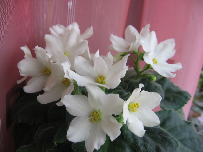 Bud’s Melanie_1803.jpg