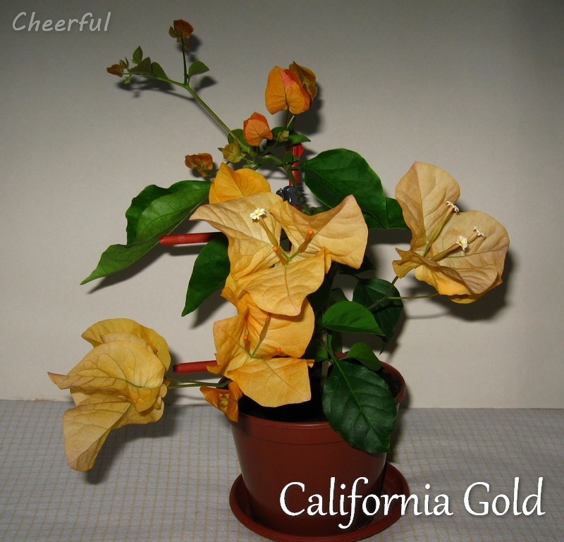 california gold 28.05.15.jpg