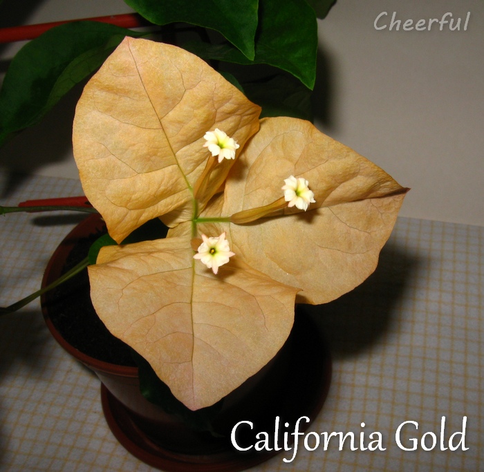 california gold 28.05.15 2.jpg