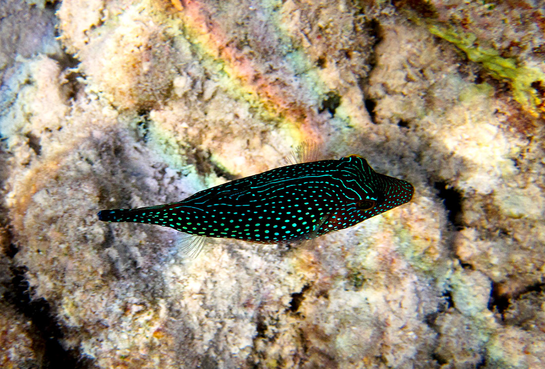 Canthigaster-solandri.jpg