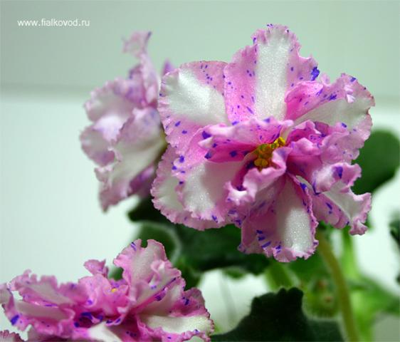 carnation-sprinkles1.jpg