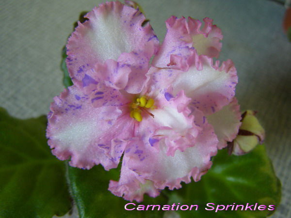 Carnation Sprinkles.jpg