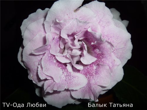 cd06743ecabc.jpg