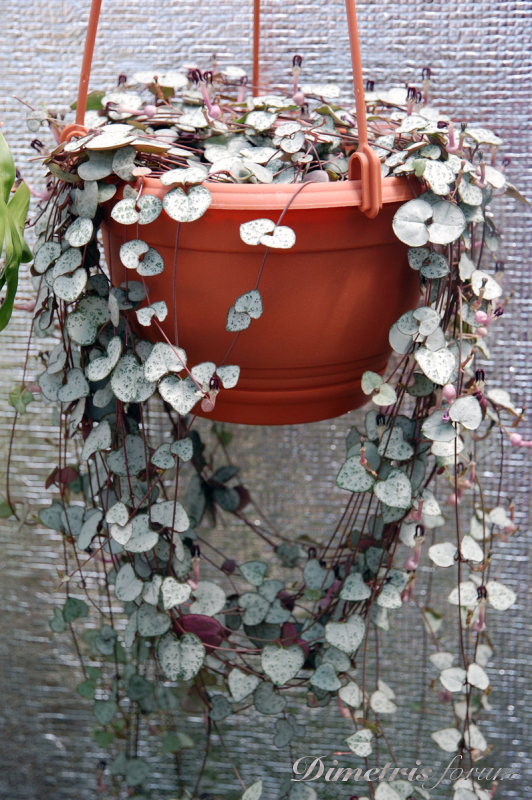 Ceropegia-Woodii2.jpg