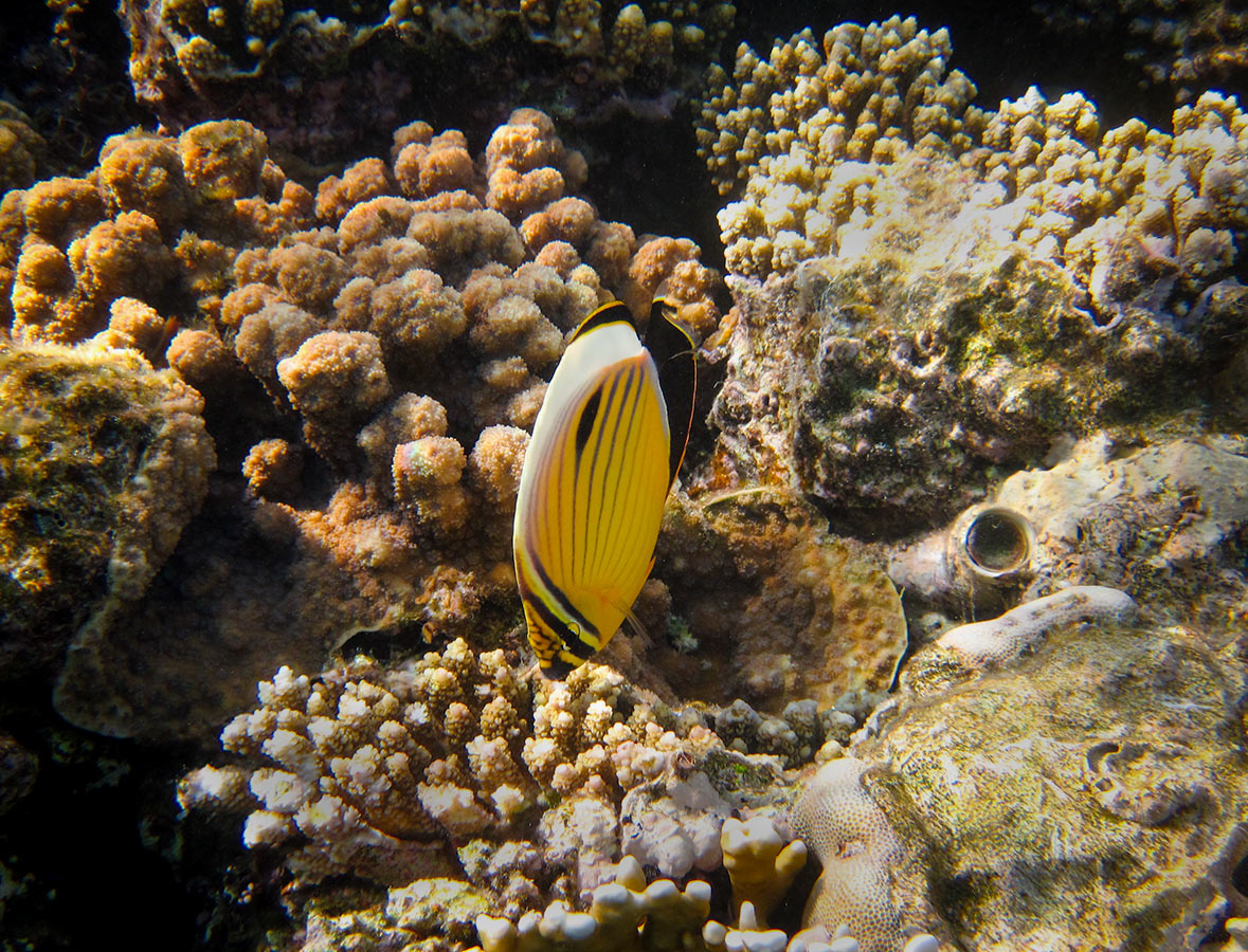 Chaetodon-austriacus---Чернохвостая-рыба-бабочка.jpg