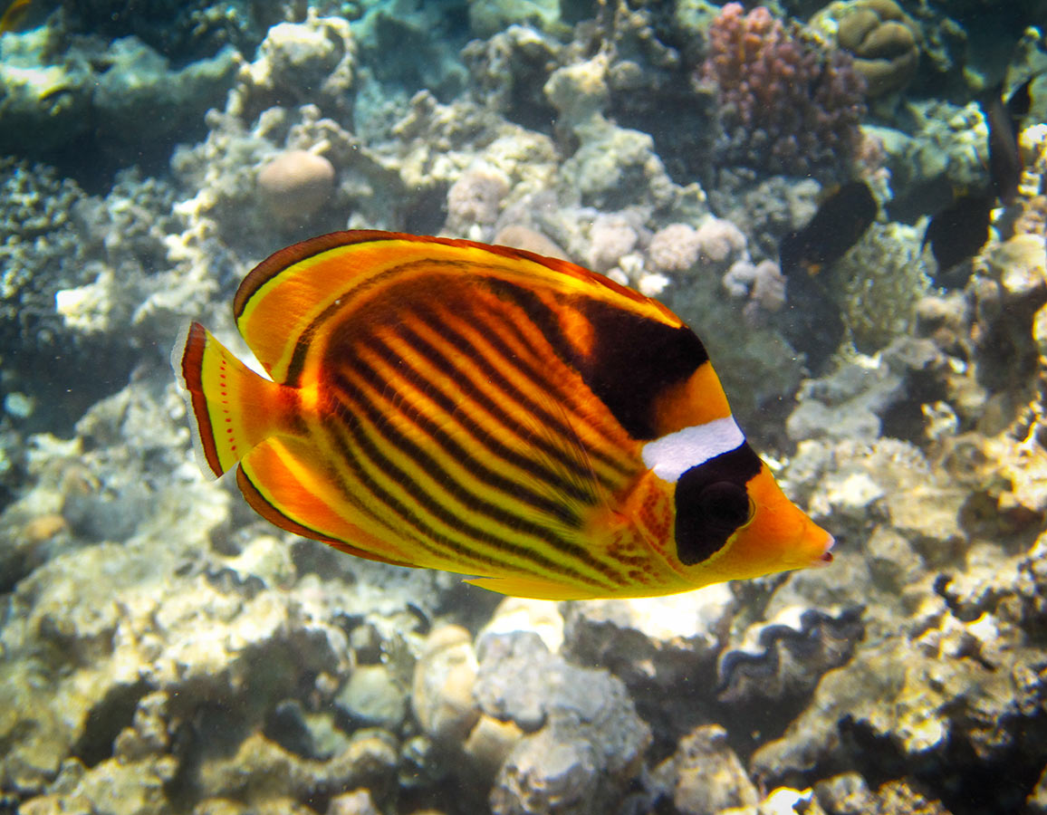 Chaetodon-fasciatus---Полосатая-рыба-бабочка.jpg