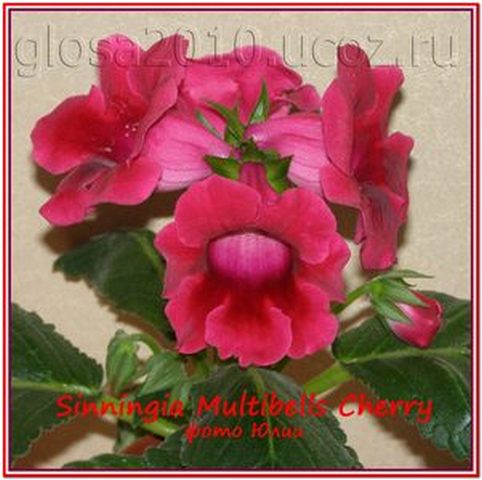 Cherry_bucet22222.jpg