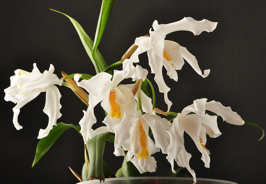 Coelogyne Cristata.jpg