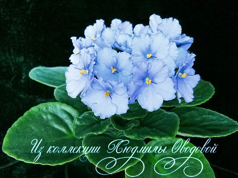 Colette-н1.jpg