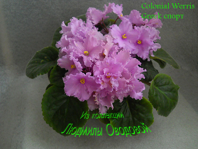 Colonial-Werris-Greek.jpg
