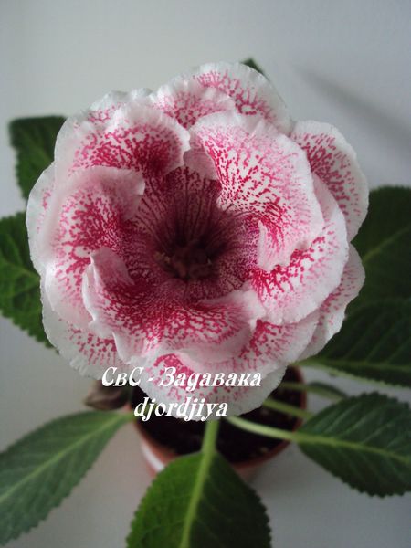 Copy of задавака .JPG