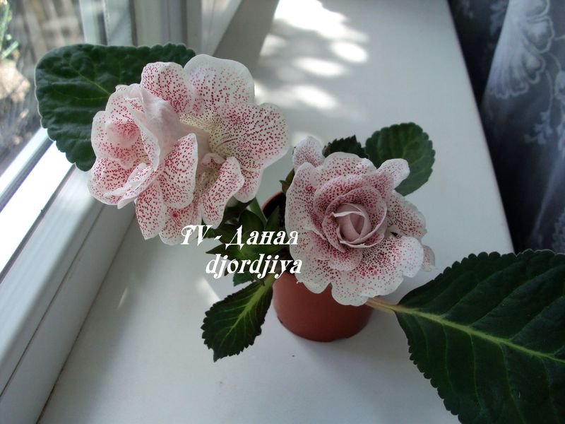 Copy of даная .JPG