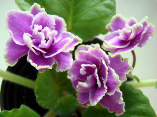 Copy of Copy of 2009.09.28 007.jpg