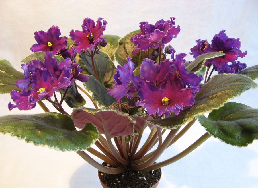 Cosmic Blast 10.02.2012_03.jpg