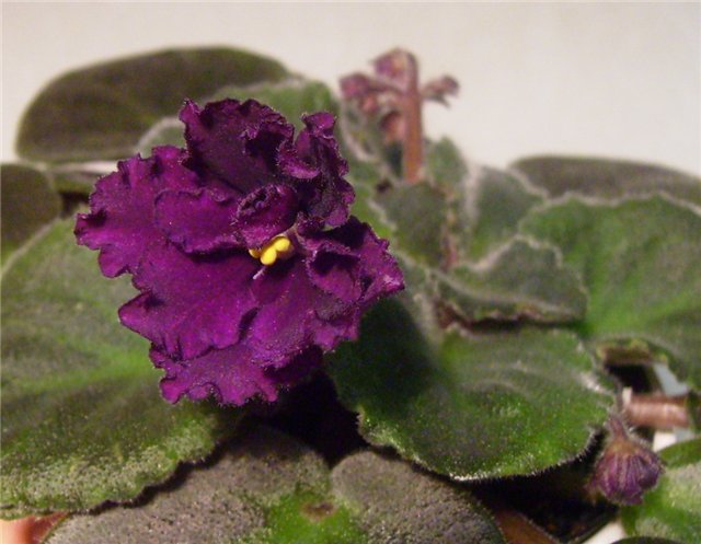 Crushed Velvet.рад.jpg