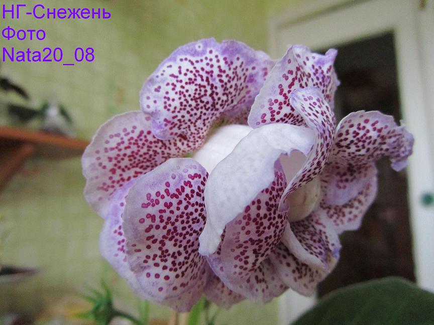 Cнежень2+.JPG
