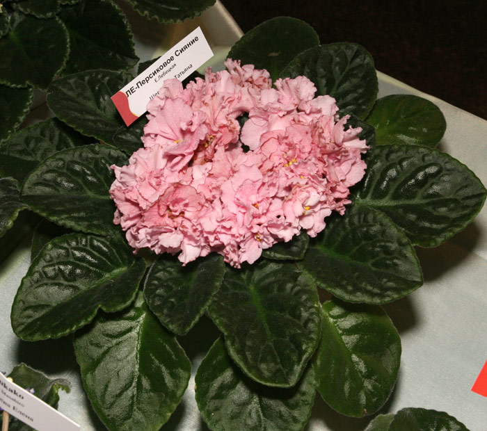 Dnepr0312-56.jpg