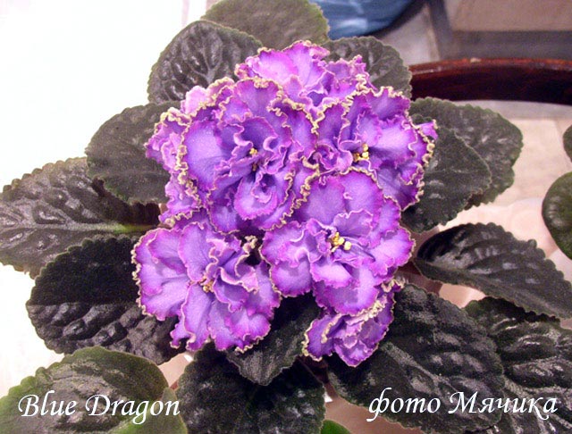 Dragon_2.jpg