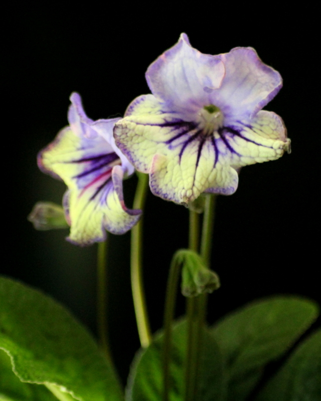 DS-1051.JPG