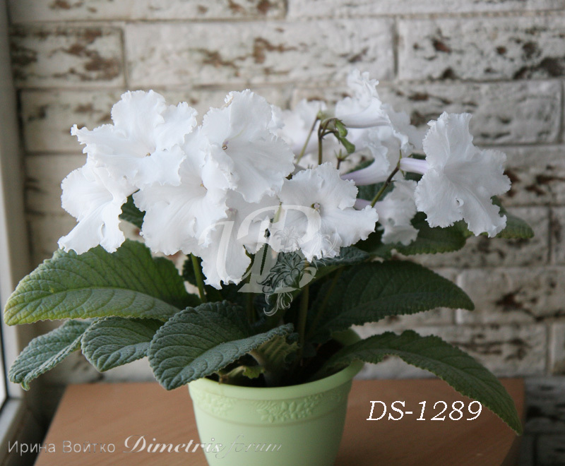 DS-1289-ds1.jpg