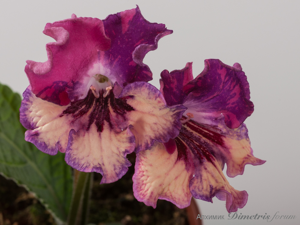 DS-1356-май=.jpg