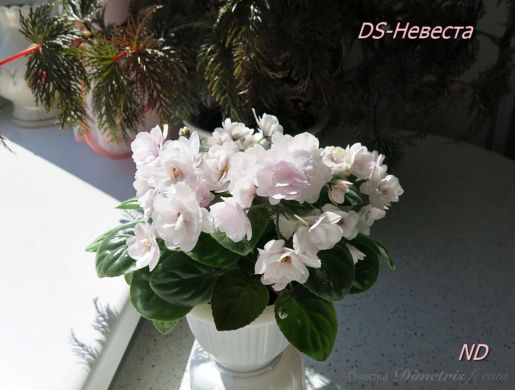 DS-Невеста3.JPG
