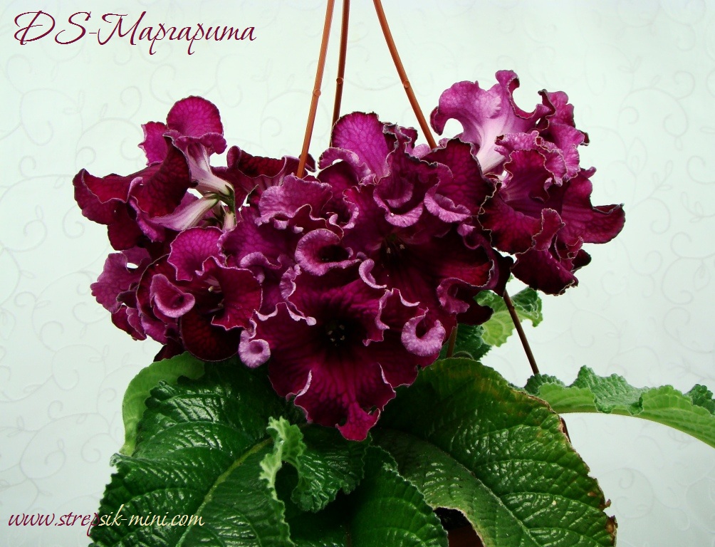 DS-Маргарита3.JPG