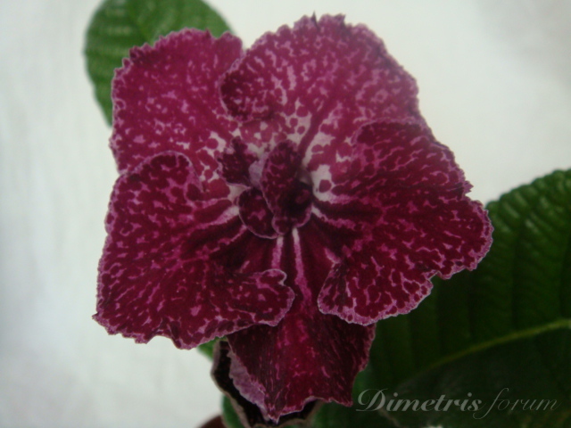 DS-407 1е цветение DSC05853.JPG