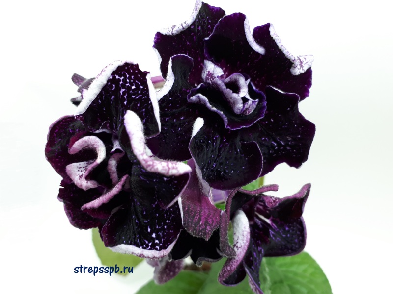 DS-Призрак, 1769.jpg