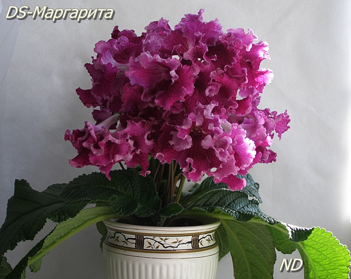 DS-Маргарита 1.JPG