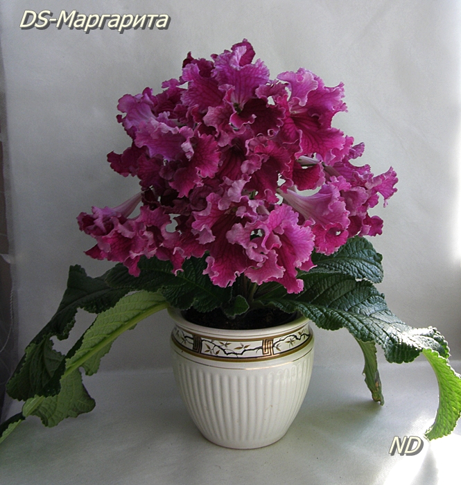 DS-Маргарита.JPG
