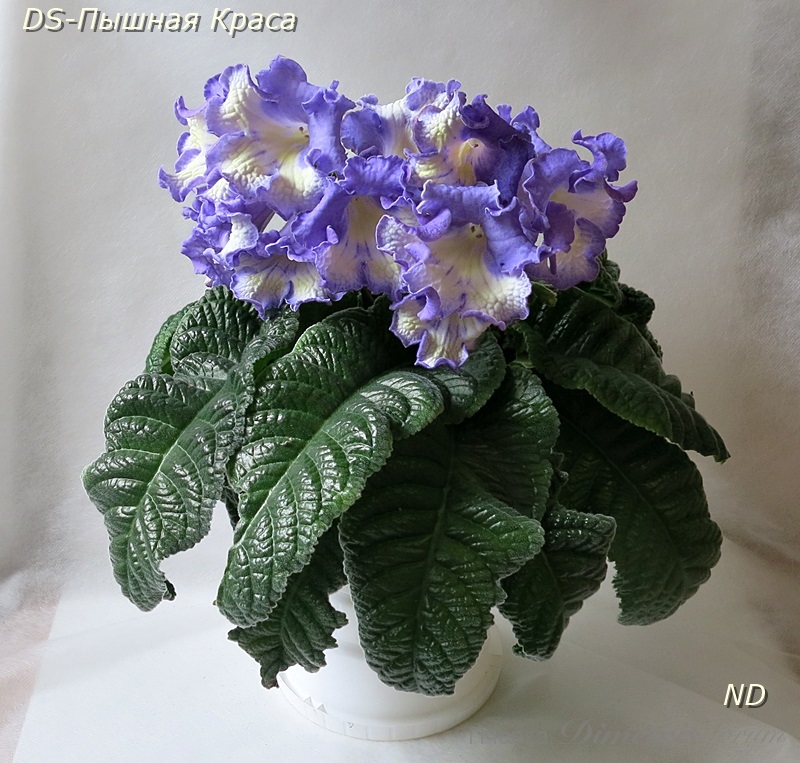 DS-Пышная Краса2.JPG