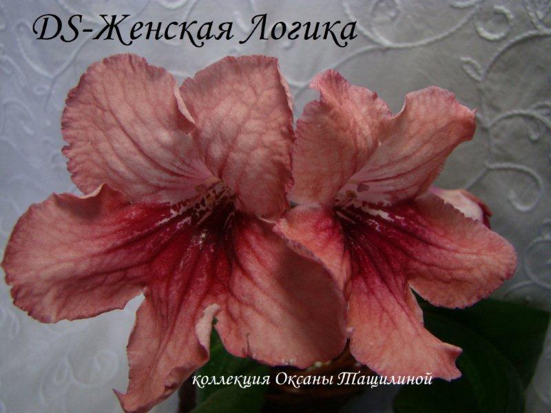 DS-Женская Логика2 - копия.jpg
