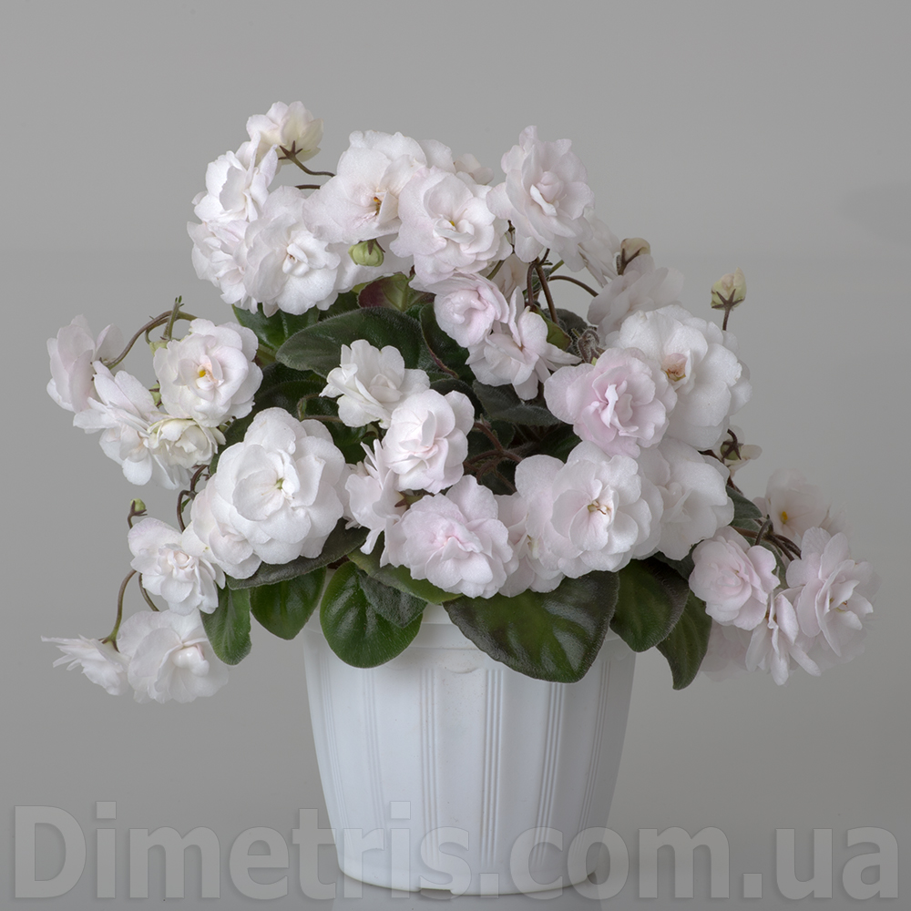DS-Невеста.jpg