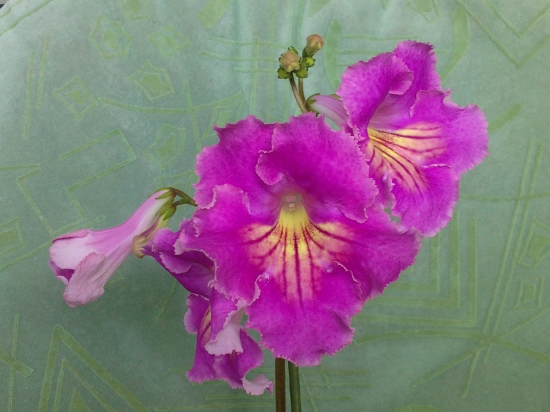 DS-Жираф (6).JPG