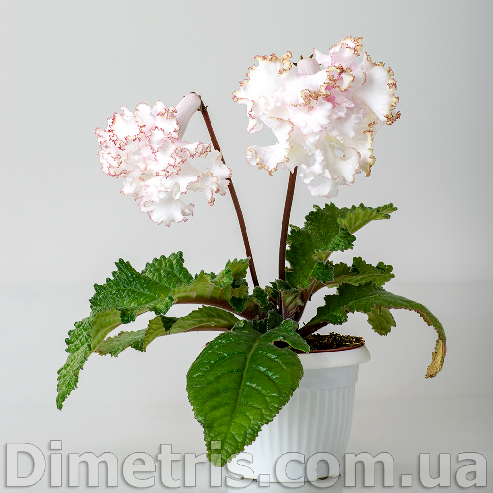 DS-Пломбир.jpg