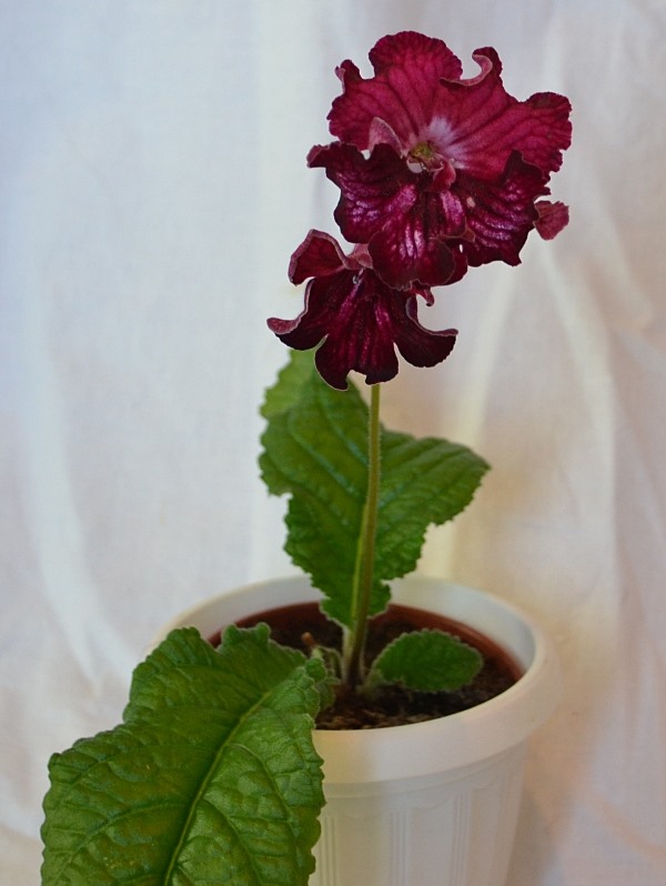 DS-Лена-люкс-0.JPG